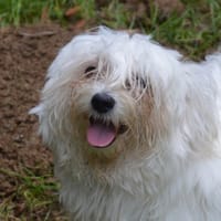 VOLI CHAO, chienne à adopter