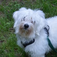 SMOLDER CHAO, chien à adopter