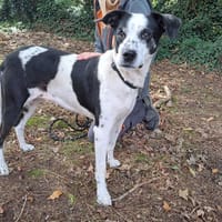 GROSEILLE, chienne à adopter