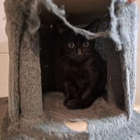 NOISETTE, chat à adopter