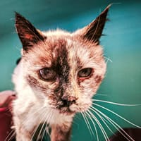 Miracle, chatte à adopter
