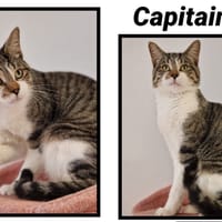 CAPITAINE, chat à adopter