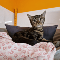 Wick (En cours d'adoption), chat à adopter