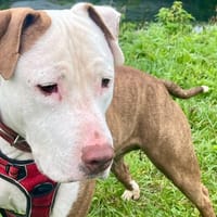 ROBERT VAA, chien à adopter