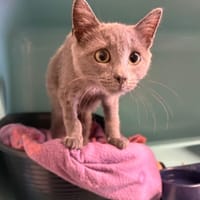 Carlos (réservé), chat à adopter