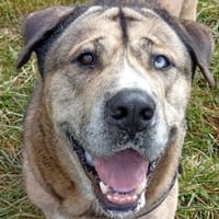 NERONE, chien à adopter