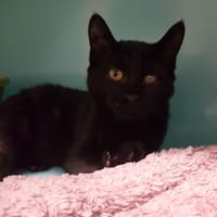 ODIN          CT, chat à adopter