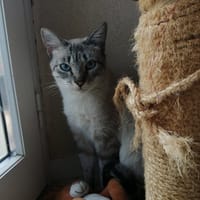 LILO, chat à adopter