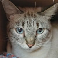 LILO, chat à adopter