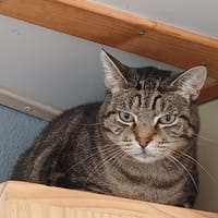 ZIGGY CT, chat à adopter