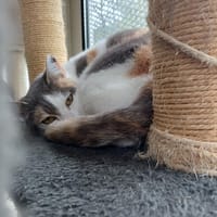 ASPIRINE    CTTE, chatte à adopter