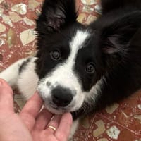 Ela, chienne à adopter