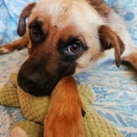 ISAO, chien à adopter