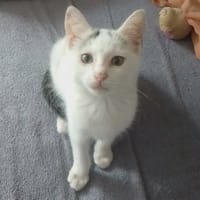LOUNA, chatte à adopter