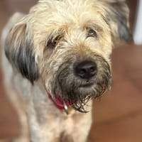 CHAPLIN,  Croisé Griffon Créole junior, chien à adopter