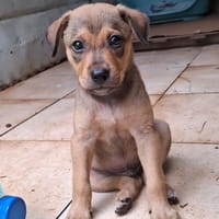 CASH, chiot mâle Berger Créole, chien à adopter