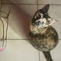 SPHINXY, chat femelle européen, chatte à adopter