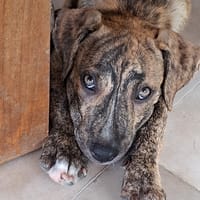 IKO, chiot mâle Berger Créole, chien à adopter