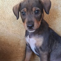 TANGO, chiot mâle Berger Créole, chien à adopter