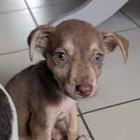 DOBBY, chiot mâle Berger Créole, chien à adopter