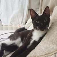 HUGGY-WUGGY, chaton mâle type européen, chat à adopter