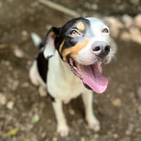 Étoile, femelle, X berger, née le 11/08/2024, chienne à adopter