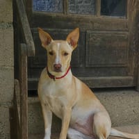 Gribouille, femelle croisée berger, née le 25/10/2024 🐶 ✨, chienne à adopter