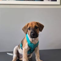 Rhoda, femelle, croisée, née le 19/07/2025, chienne à adopter