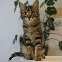 Freja, chatte à adopter