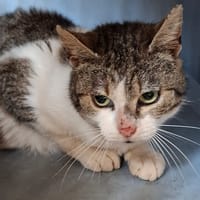 shiva, chatte à adopter