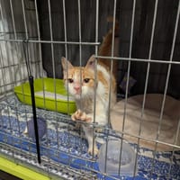 Carl le gentil, chat à adopter
