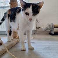 Vanille, chatte à adopter