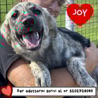 JOY, cane femmina da adottare