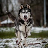 Nila, suczka do adopcji