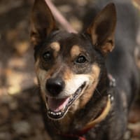 Homer, pies do adopcji