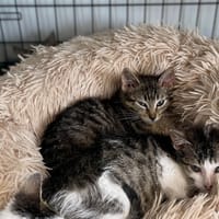 Tiger, kot do adopcji