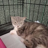 Lilia, kotka do adopcji