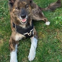 STELLA - fitte & sportliche Rentnerin 💖, Hündin zur Adoption