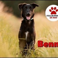 Jungrüde Benno sucht ein aktives Zuhause, Hund zur Adoption