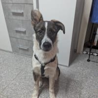 Xami💖 Kuscheliges Körbchen  gesucht, Hündin zur Adoption