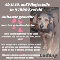 Ludwigsucht eine liebe Familie❤, Hund zur Adoption