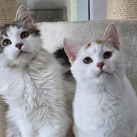 CHARLY&KARLY-witzig, aktiv und verspielt, Kater zur Adoption