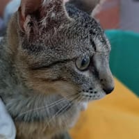 Kater Akari sucht sein Zuhause, Kater zur Adoption