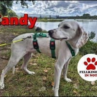 süße Bracke Candy sucht ihre Familie, Hündin zur Adoption