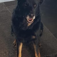 Kylo dringender Notfall, Hund zur Adoption
