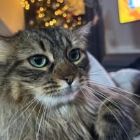 Freigänger Kater Tiger sucht Zukunft, Kater zur Adoption