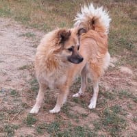 Sanfte Jolie sucht ihr Glück (E), Hündin zur Adoption