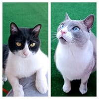 Leo & Vito suchen ihre Menschen, Kater zur Adoption