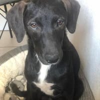 🌸 Leni 🌸 sucht ihr Zuhause, Hündin zur Adoption