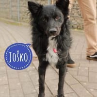 Traumhund Joko wartet in 58135 Hagen, Hund zur Adoption